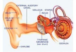 ساختار گوش | گوش خارجی، میانی و داخلی