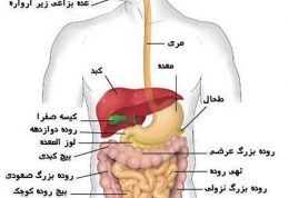 طحال چه وظیفه ای در بدن دارد؟