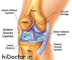هرآنچه باید درباره مفصل زانو بدانیم