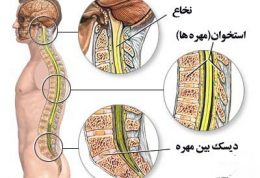 هر آنچه باید درباره آناتومی نخاع بدانیم