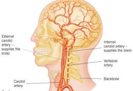 مکملهای غذایی که حافظه را تقویت میکند