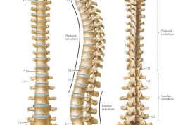 عکس های ستون فقرات انسان