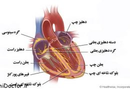 سیستم گردش خون | آناتومی و فیزیولوژی