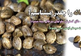 شاهدانه را چقدر میشناسیم