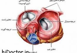 آناتومی و کارکرد دریچه های قلب