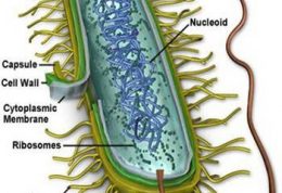 باکتری چه چیزی است، انواع و لیستی از باکتری ها
