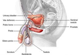 چه زمانی میگوئیم کسی مبتلا به سندرم عدم حساسیت به آندروژن  شده است