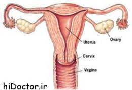 هر آنچه در مورد آلت تناسلی زنانه و عملکرد آن باید بدانید
