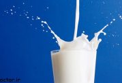 آیا شیر گاوهای اصلاح شده جایگزین شیر مادر می شوند؟