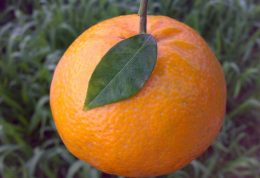 خاصیت  منحصر بفرد پرتقال