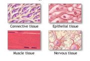 تغییرات پیری در اندام - بافت - سلول