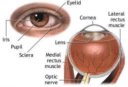 چرا معاینه کامل چشم در دیابتی ها ضروری است؟