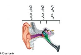 با نقش گوش داخلی آشنا شوید