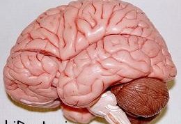 چند نکته جالب درباره مغز انسان
