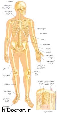 آناتومی اسکلتی بدن را بهتر بشناسیم