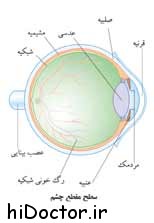 آناتومی حواس بدن را بهتر بشناسیم