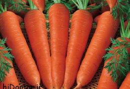 هویج ، میوه ای با خاصیت های بی شمار