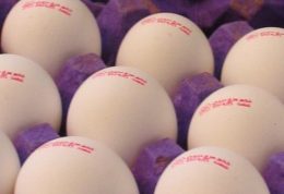 آیا تخم مرغ محلی و ماشینی با هم تفاوتی دارند؟