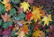 نشانه تغییر رنگها در فصل پاییز