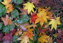 نشانه تغییر رنگها در فصل پاییز