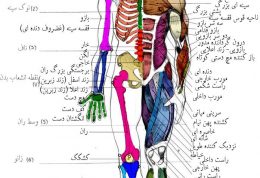 با عضلات بدن بیشتر آشنا شویم