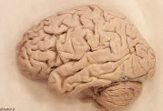 کشف یک قسمت جدید مغزی 