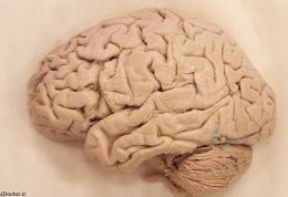 کشف یک قسمت جدید مغزی
