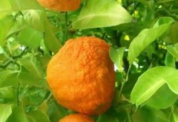 عکس های میوه ی نارنج