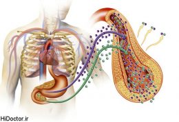 غلظت یک آنزیم کبدی با ریسک ابتلا به دیابت حاملگی چه ارتباطی دارد