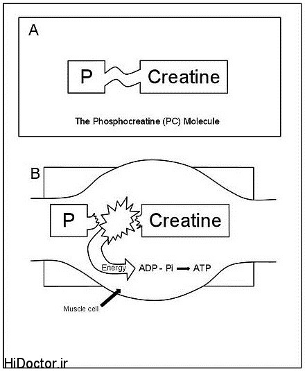 ATP PC آشنایی با دستگاه های انرژی در بدن انسان