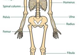عملکرد استخوان در بدن انسان