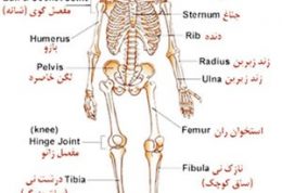 دستگاه اسکلتی یا سیستم اسکلتی بدن انسان