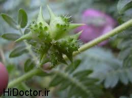 درمان بیماری های صعب العلاج با این گیاه!