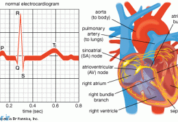 نوار قلب نرمال نشانه قلب نرمال؟!