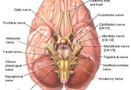 تست اعصاب کرانیال چگونه تستی است