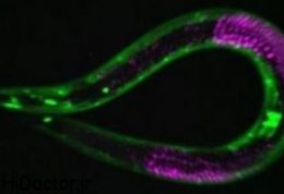 کرم C. elegans و معجزه جوانی