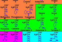 آمینو اسید ها چقدر اهمیت دارند