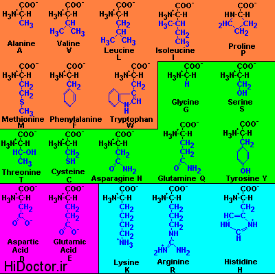 amino-acid ، اسیدهای آمینه ، اسید آمینه ، دانلود مقاله سید های آمینه پاورپوینت