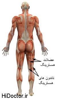 تعریف عضلات آنتاگونیست (مخالف) Antagonist