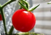 گوجه فرنگی ،ماده اصلی تشکیل دهنده خودروهای آینده