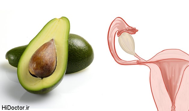 04 Avocados UterusFoods That Look Like Body Parts 1 بی نظیر ترین شباهت میوه های مختلف به اندام بدن انسان