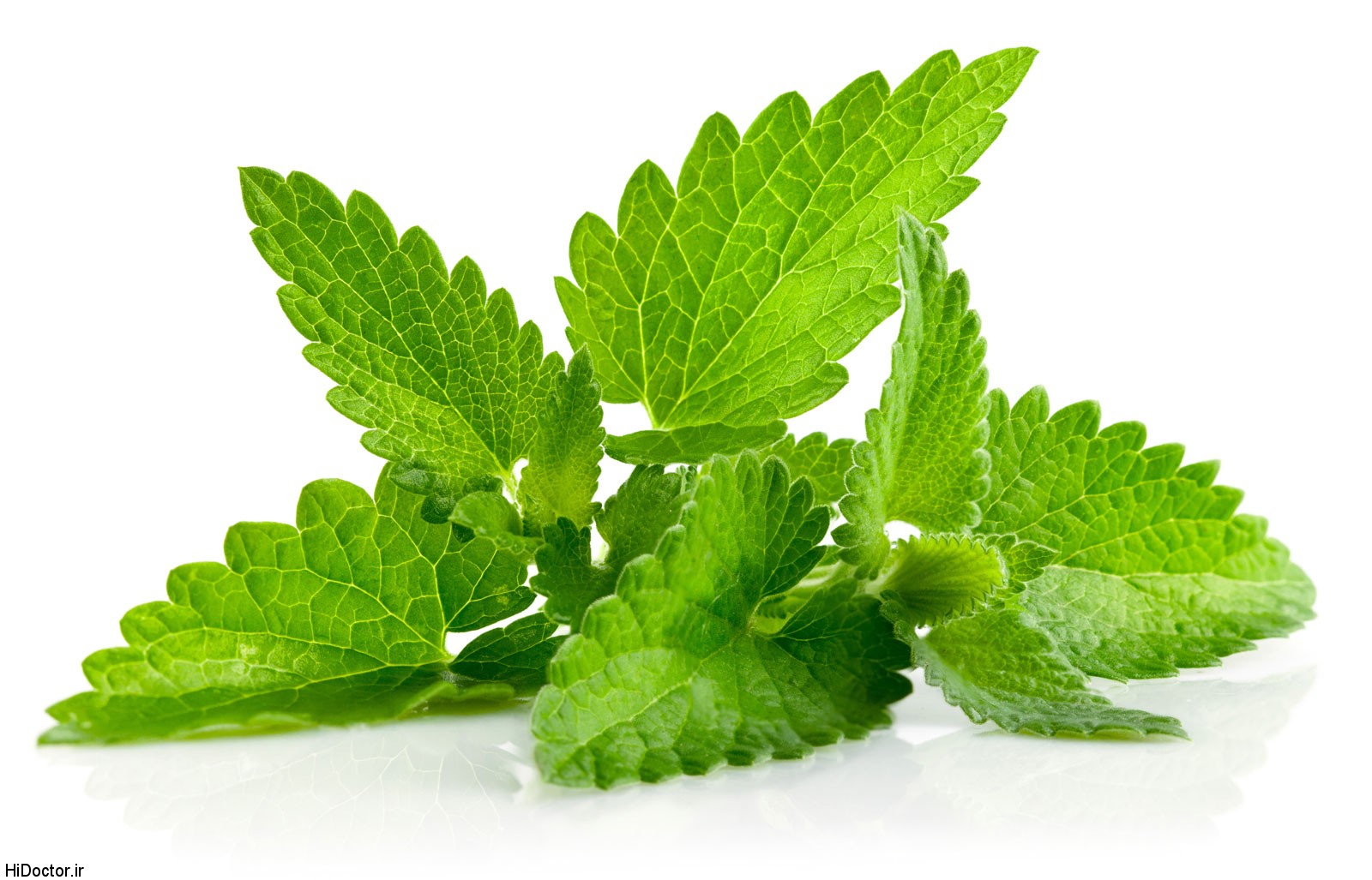 Mint Leaves مناسبترین گیاه برای کبد نعناست