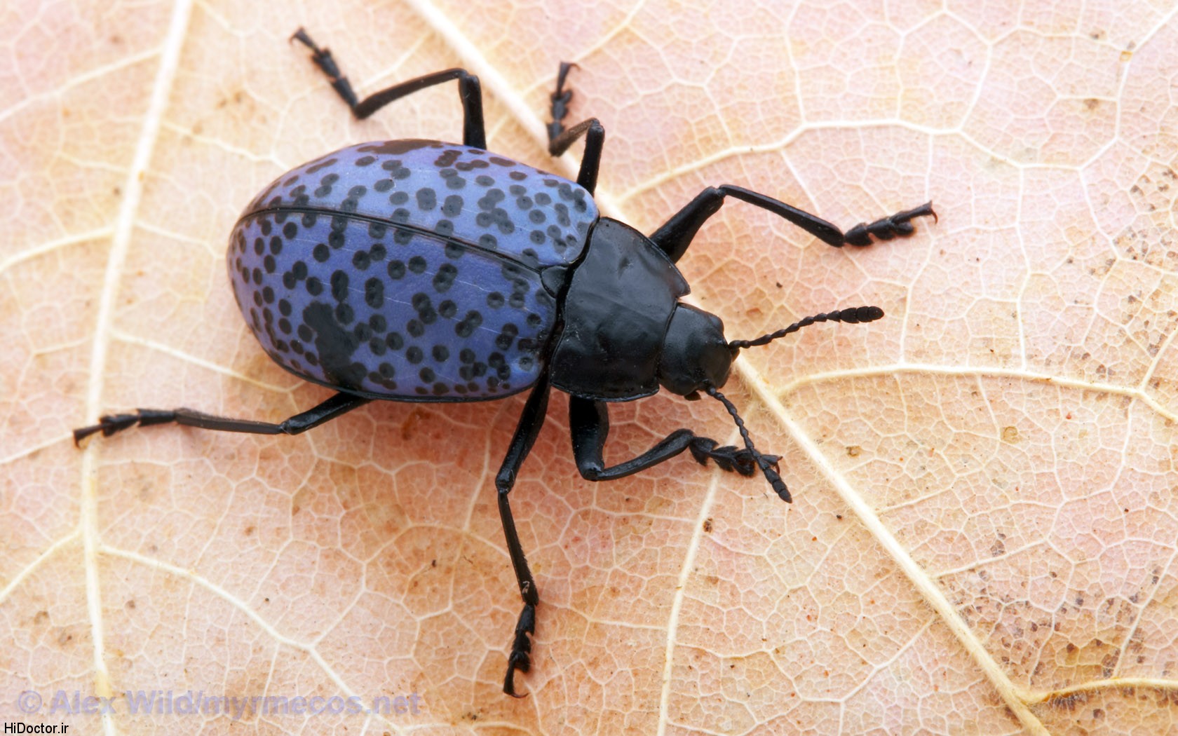 insect wallpaper14 تکامل قدرت شناختی و ادراکی انسان با خوردن حشرات