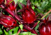 از گیاه sabdariffa roselle  چه می دانید