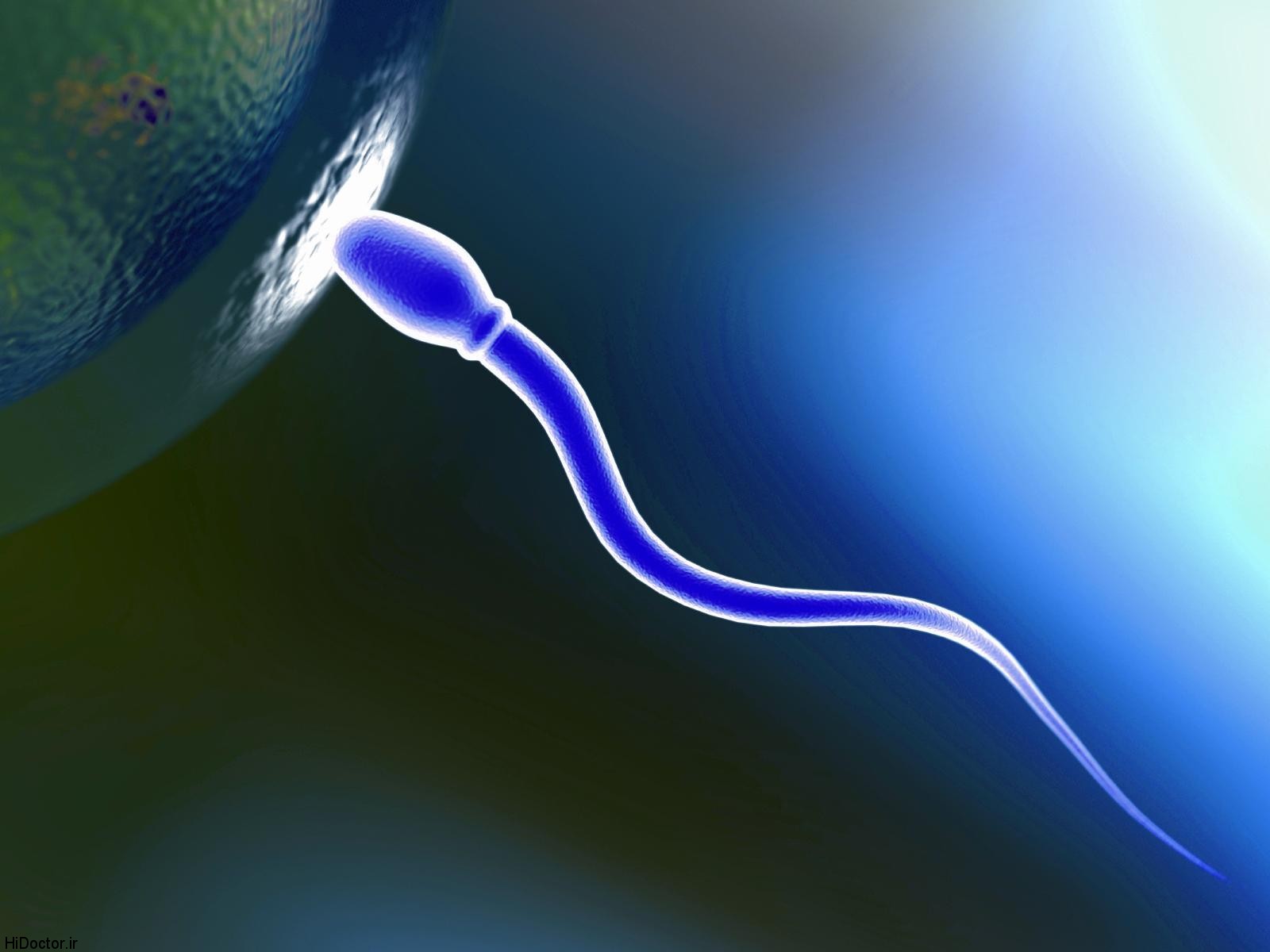 sperm اطلاعاتی برای مردان درمورد پروتئین بدنشان