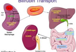 موارد افزایش بیلی روبین