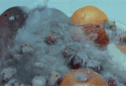 فرآیند فاسد شدن و کپک زدن میوه - تصویری