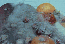 فرآیند فاسد شدن و کپک زدن میوه – تصویری