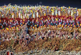 جالب ترین تصویر میکروسکوپی دنیا از چشم