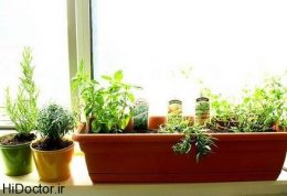 رشد سبزی‌ در آپارتمان